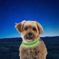 ZNITEDOG COLLAR LIME XL RECHARG