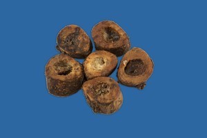 DOGGIE DELIGHT FEMUR SLICE 6CT