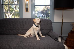 HH JERSEY FURNITURE PROT CHARC