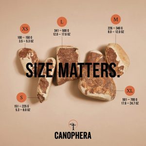 CANOPHERA BRIAR WOOD CHEW