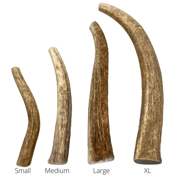 855479003041 WILD CHEWZ XSML WHOLE ANTLER