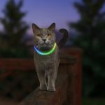 NITEMEOW DISCO RECHRGABLE-CAT