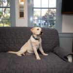 HH JERSEY FURNITURE PROT CHARC