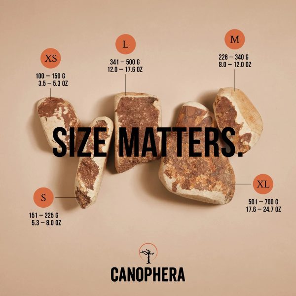 CANOPHERA BRIAR WOOD CHEW