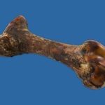 THE GOLIATH BONE EACH