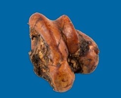 740780991135 BB* MEATY KNUCKLE EACH