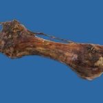 THE GRAND ROYAL BONE EACH