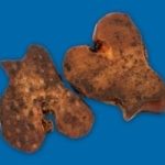 BB BEEF KNUCKLE SLICES