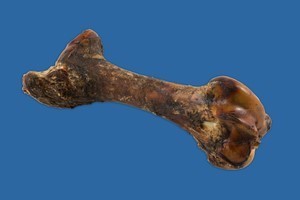THE GOLIATH BONE EACH