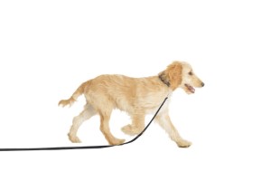 886284244206 COACHI TRAINING LINE NAVY/CORAL 10M