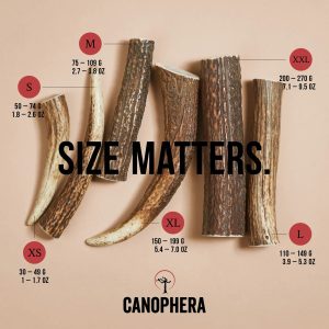 CANOPHERA WHOLE RED DEER ANTLER