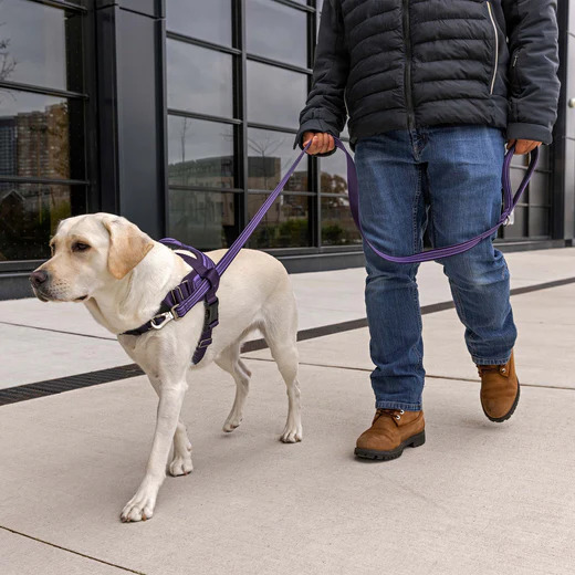SEAMLESS KNIT LEASH PURP/LAV