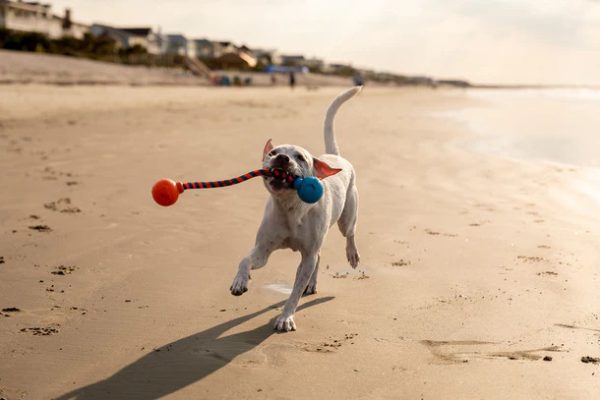 GURU SINGLE SQUEAKING ROPE