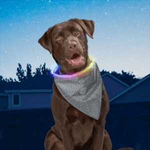 094664054158 NITEHOWL BANDANA GREY DISCO RC